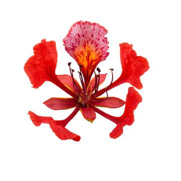 flamboyanté photos|Flamboyant Images – Browse 71,829 Stock Photos, .